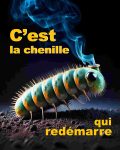 Chenilles processionnaires du pin